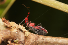 Gminatus