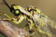 Myrmecaelurus trigrammus
