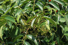 Toxicodendron succedaneum