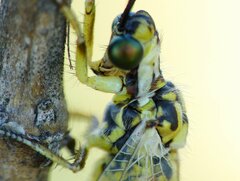 Myrmecaelurus trigrammus