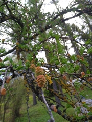 Larix