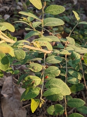 Phyllanthus reticulatus