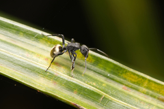 Polyrhachis erato