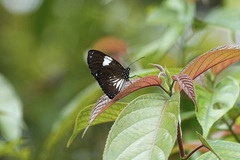 Euploea radamanthus