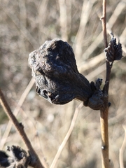 Eriosoma lanuginosum