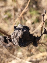 Eriosoma lanuginosum