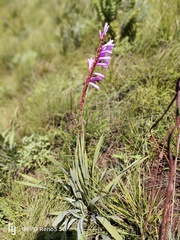 Watsonia pulchra