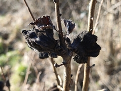 Eriosoma lanuginosum