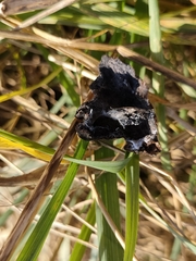 Eriosoma lanuginosum