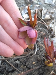 Helleborus