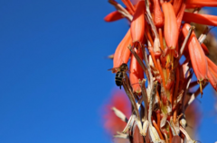 Aloe pluridens