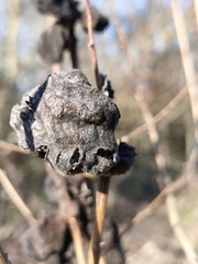 Eriosoma lanuginosum