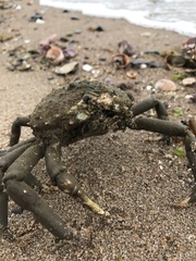 Libinia
