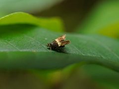 Choreutis basalis