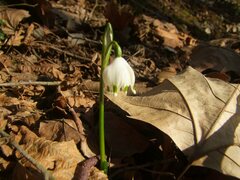 Leucojum vernum