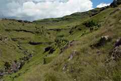 Protea roupelliae roupelliae