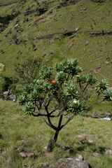 Protea roupelliae roupelliae