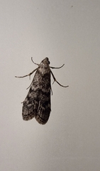 Heteromicta pachytera