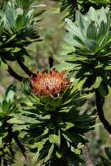 Protea roupelliae roupelliae
