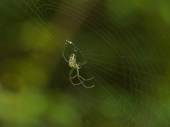 Leucauge blanda