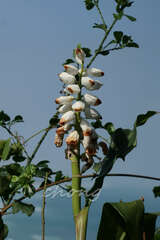 Alpinia uraiensis