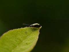 Phyllotreta striolata