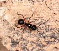 Polyrhachis laevissima