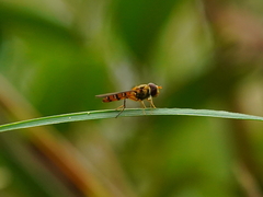 Episyrphus balteatus