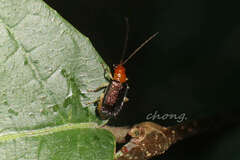 Trichobalya bowringii