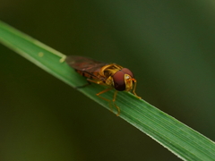 Episyrphus balteatus