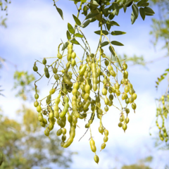 Styphnolobium japonicum