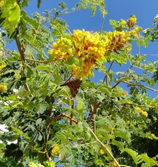 Eudamini