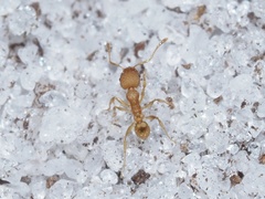 Pheidole bilimeki
