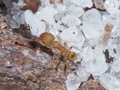 Pheidole bilimeki
