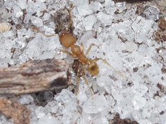 Pheidole bilimeki