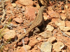 Pedioplanis lineoocellata