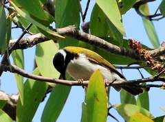 Melithreptus albogularis