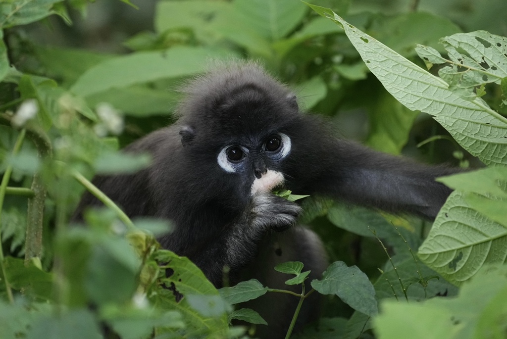 Dusky Leaf Monkey suckling baby - Bird Ecology Study Group