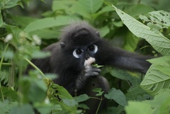 Dusky Leaf-Monkey photo 5
