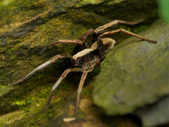 Pardosa laura