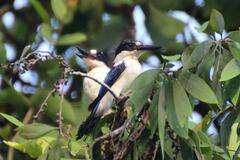 Todiramphus macleayii macleayii