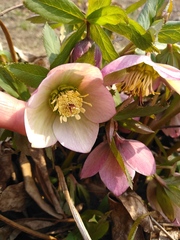 Helleborus