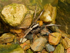 Pardosa laura