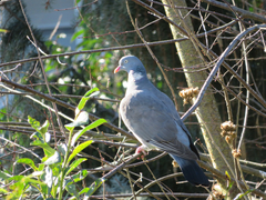 Columba palumbus