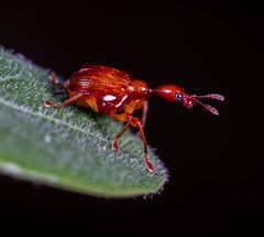 Leptapoderus