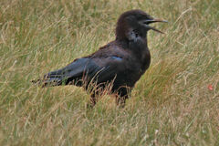 Corvus capensis capensis
