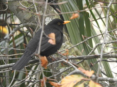 Turdus merula cabrerae