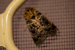 Proteuxoa sanguinipuncta