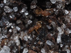 Pheidole bilimeki