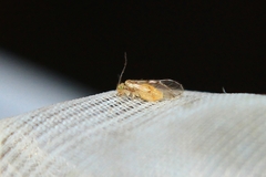Trichopsocus
